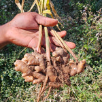 Zingiber officinale (Ginger) Whole Slices C&S