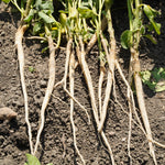 Withania somnifera (Ashwagandha) Roots C&S