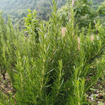 Alkanna tinctoria (Ratanjot) Root TBC