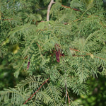 Acacia concinna (Shikakai) Pods C&S