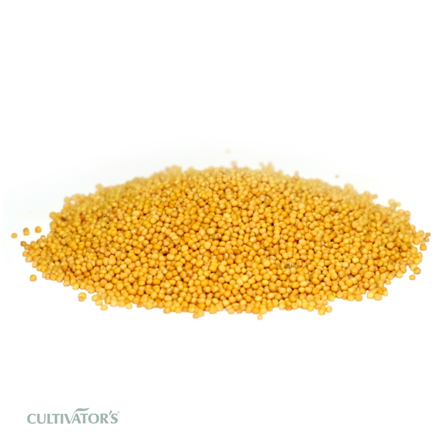 Organic yellow Mustard Seeds