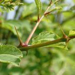 Ziziphus spina-christi (Sidr) Leaves Powder