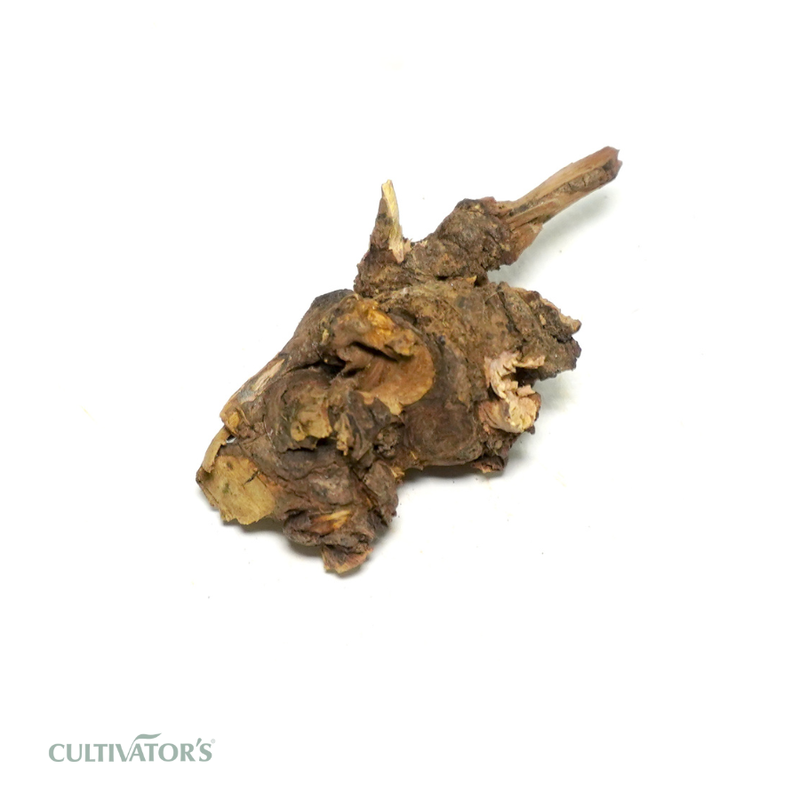 Organic Chitrak Roots