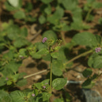 Boerhavia diffusa (Punarnava) Roots C&S