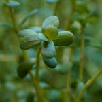 Bacopa monnieri (Brahmi) Whole Plant Granules