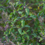 Ocimum basilicum (Rama Tulsi) Leaves Granules