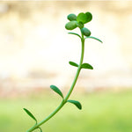 Bacopa monnieri (Brahmi) Whole Plant