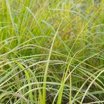 Cymbopogon citratus (Lemongrass) Leaves C&S