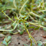 Bacopa monnieri (Brahmi) Whole Plant TBC