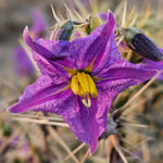 Solanum xanthocarpum (Kantakari) Whole Plant Powder