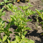Withania somnifera (Ashwagandha) Roots Granules