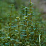 Brahmi Powder (Bacopa monnieri)