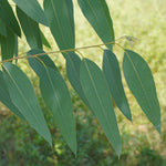 Eucalyptus globulus (Eucalyptus) Leaves C&S