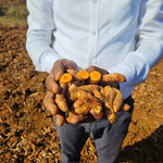 Curcuma longa (Turmeric) Rhizome Slices