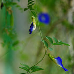 Clitoria ternatea (Butterfly Pea) Flower Granules