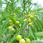 Phyllanthus emblica (Amla) Fruits TBC