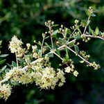 Lawsonia inermis (Henna) Leaves Powder