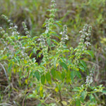 Ocimum gratissimum (Vana tulsi) Leaves C&S