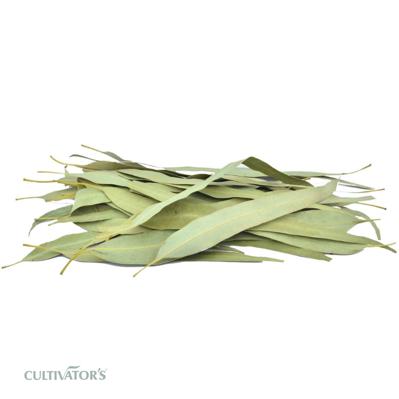 Organic Eucalyptus Leaves