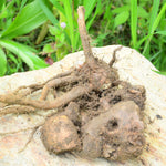 Hedychium spicatum (Kapoor Kachri) Rhizome TBC