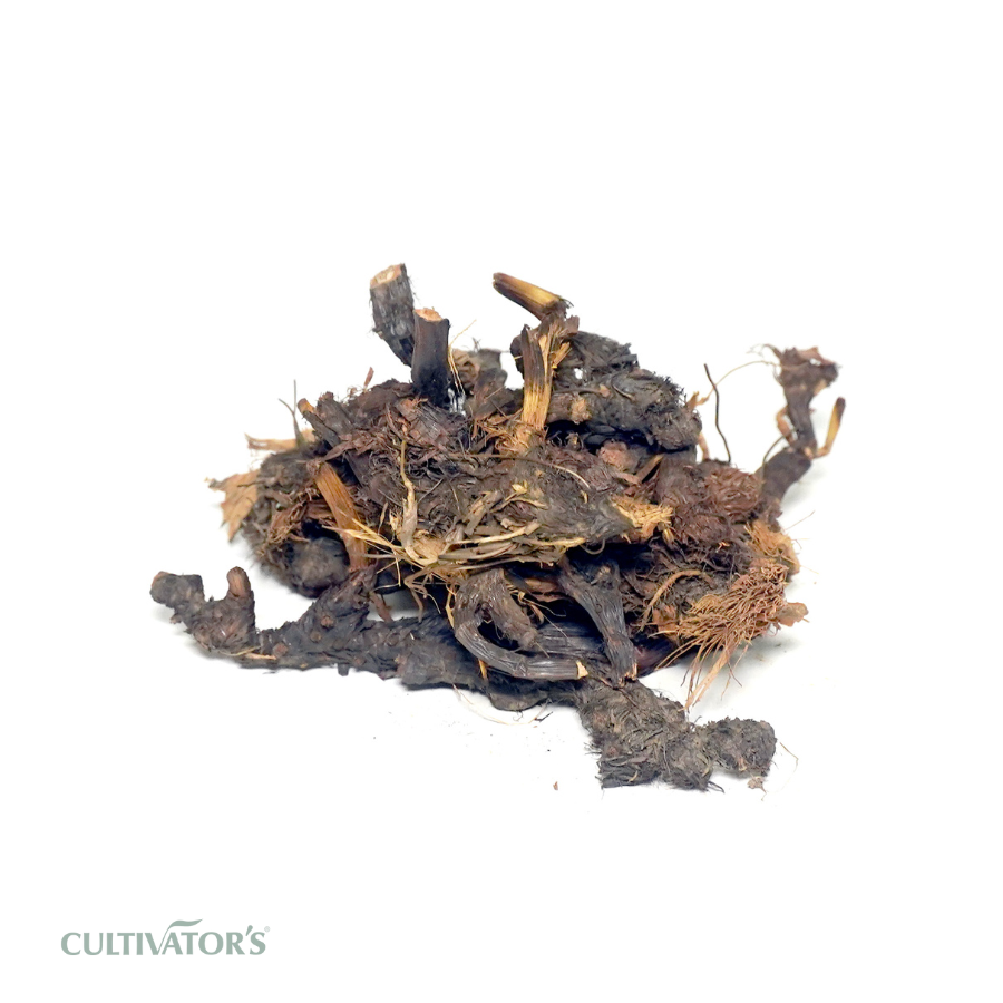 Organic Nutgrass Roots