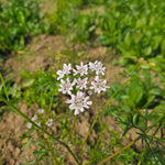 Coriandrum sativum (Coriander) Seeds