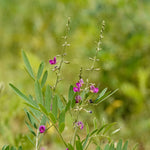 Indigofera tinctoria (Indigo) Leaves TBC