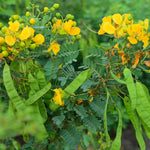 Cassia angustifolia (Senna) Pods Granules