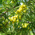 Phyllanthus emblica (Amla) Fruits Powder