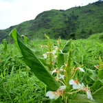 Hedychium spicatum (Kapoor Kachri) Rhizome C&S