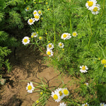 Matricaria chamomilla (Chamomile) Flowers Powder