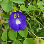 Clitoria ternatea (Butterfly Pea) Flower