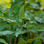 Bhringraj Powder (Eclipta alba)