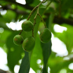 Haritaki Tablet (Terminalia chebula)