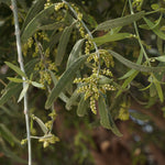 Salvadora persica (Miswak) Stem Powder