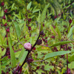 Hibiscus Powder (Hibiscus sabdariffa)