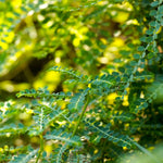 Phyllanthus amarus (Bhui Amla) Whole Plant TBC