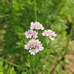 Coriandrum sativum (Coriander) Fruit Powder