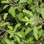Ocimum sanctum (Krishna Tulsi) Leaves Powder