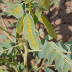 Cassia angustifolia (Senna) Pods TBC