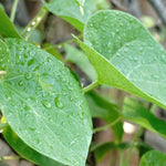 Tinospora cordifolia (Guduchi) Stem C&S