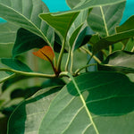 Terminalia bellirica (Bibhitaki) Seedless Fruits C&S