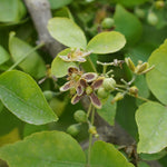 Aegle marmelos (Bael) Fruits C&S