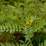 Cassia angustifolia (Senna) Leaves Granules