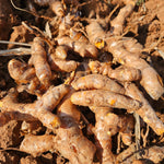 Curcuma longa (Turmeric) Rhizome Slices C&S