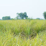 Cymbopogon citratus (Lemongrass) Leaves TBC