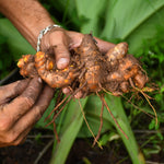 Curcuma longa (Turmeric) Rhizome Powder