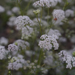 Trachyspermum ammi (Ajwain) Seeds TBC