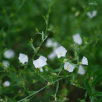 Convolvulus pluricaulis (Shankhpushpi ) Whole Plant