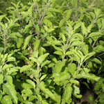 Ocimum basilicum (Rama Tulsi) Leaves Powder